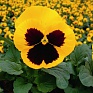 Виола Виттрока (Viola wittrockiana) Виола Виттрока (Viola wittrockiana)