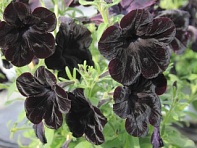 Петуния ампельная гибридная (Gioconda F1)