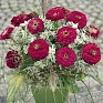 Цинния изящная (Zinnia elegans)