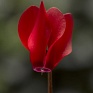 Цикламен персидский (Cyclamen persicum)