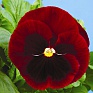 Виола Виттрока (Viola wittrockiana)