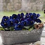 Виола виттрока (Viola wittrockiana) Виола виттрока (Viola wittrockiana)