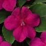 Бальзамин Уоллера (Impatiens walleriana) Бальзамин Уоллера (Impatiens walleriana)