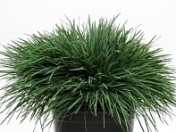 Тонконог (Келерия) сизый (Coolio)