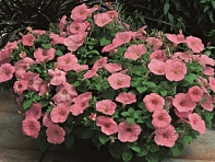 Петуния ампельная гибридная (Ramblin F1)