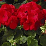 Герань (пеларгония садовая) (Pelargonium x hortorum)