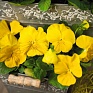 Виола виттрока (Viola wittrockiana) Виола виттрока (Viola wittrockiana)