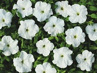 Петуния ампельная гибридная (Лавина F1)