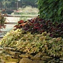 Колеус гибридный (Coleus х hybrida) Колеус гибридный (Coleus х hybrida)