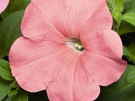 Петуния ампельная гибридная (Success! TR F1)