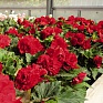 Бегония клубневая махровая (Begonia tuberhybrida)