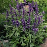 Шалфей мучнистый (Salvia farinacea)