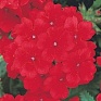 Вербена гибридная (Verbena hybrida) Вербена гибридная (Verbena hybrida)