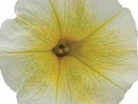 Петуния ампельная гибридная (E3 Easy Wave F1)