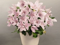 Платикодон крупноцветковый (Pop Star)