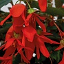 Бегония боливийская ампельная (Begonia boliviensis x hybrida)