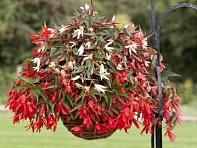 Бегония боливийская ампельная (Bossa Nova F1)