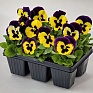 Виола виттрока (Viola wittrockiana)