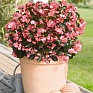 Бегония гибридная (бронзовая листва) (Begonia benariensis)