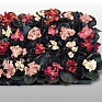 Бегония вечноцветущая (бронзовая листва) (Begonia semperflorens)