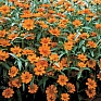 Цинния узколистная (Хаге) (Zinnia angustifolia (haageana))