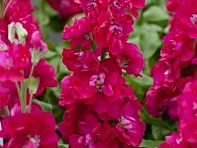 Левкой седой (Opera)