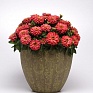 Цинния мариландская (Zinnia marylandica) Цинния мариландская (Zinnia marylandica)