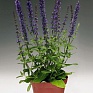 Шалфей превосходный (Salvia superba)