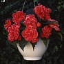 Бегония клубневая махровая (Begonia tuberhybrida) Бегония клубневая махровая (Begonia tuberhybrida)