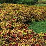 Колеус гибридный (Coleus х hybrida) Колеус гибридный (Coleus х hybrida)