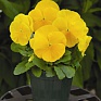 Виола Виттрока (Viola wittrockiana) Виола Виттрока (Viola wittrockiana)