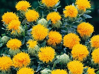 Сафлор красильный (Kinko)