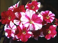 Петуния ампельная гибридная (Nuvolari F1)