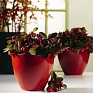 Гаультерия лежачая (Gaultheria procumbens)
