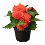 Бегония клубневая махровая (Begonia tuberhybrida)