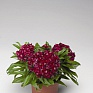 Гвоздика турецкая (Dianthus barbatus)