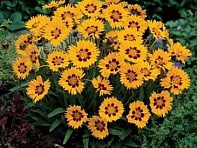 Кореопсис крупноцветковый (Sunfire) Кореопсис крупноцветковый (Sunfire)