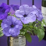 Петуния ампельная гибридная (Petunia х hybrida)