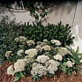 Трахелиум синий (Trachelium caeruleum) Трахелиум синий (Trachelium caeruleum)