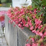 Бегония гибридная ампельная (зеленая листва) (Begonia hybrida) Бегония гибридная ампельная (зеленая листва) (Begonia hybrida)
