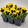 Виола виттрока (Viola wittrockiana)