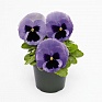 Виола виттрока (Viola wittrockiana) Виола виттрока (Viola wittrockiana)