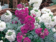 Левкой седой (Harmony)