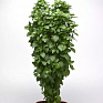 Базилик благородный (Ocimum basilicum) Базилик благородный (Ocimum basilicum)