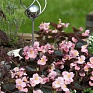 Бегония вечноцветущая (бронзовая листва) (Begonia semperflorens)