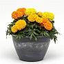 Бархатцы прямостоячие (Tagetes erecta) Бархатцы прямостоячие (Tagetes erecta)