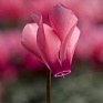 Цикламен персидский (Cyclamen persicum)