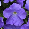 Петуния ампельная гибридная (Petunia х hybrida)