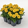 Бархатцы отклоненные (Tagetes patula) Бархатцы отклоненные (Tagetes patula)