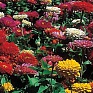 Цинния изящная (Zinnia elegans) Цинния изящная (Zinnia elegans)